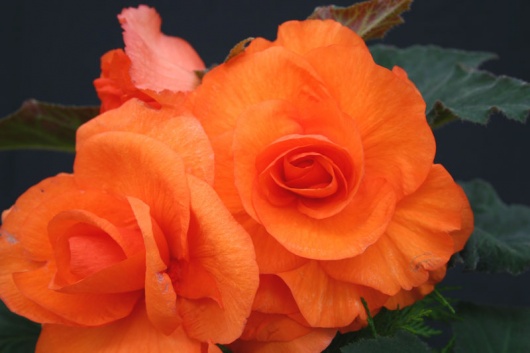B. ‘Jessica’